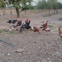 بوقلمون|حیوانات مزرعه|محمدیه-قزوین, |دیوار