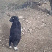 توله قهدریجونی|سگ|سیلاخور, |دیوار