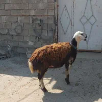 یک راس شیشک پلنگی