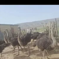 فروش شترمرغ پرواری