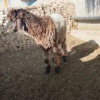 بره نر کله زنگی واسه تخمی