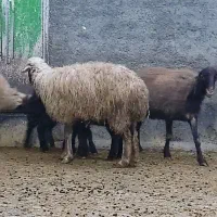 چهار عدد شیشک با چهار عدد بره