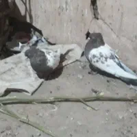 کفتر سینه جفت ب سرت تخم جوجه|پرنده|نوده انقلاب, |دیوار