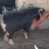 ساوارین دوسال ونیم.|حیوانات مزرعه|کوهدشت, |دیوار