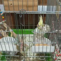 فروشی|پرنده|هشتگرد, شهرک راه آهن|دیوار