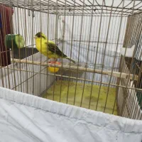 دو عدد قناری خوش خوان