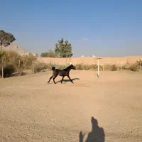 اسب انسیاتور