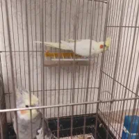 عروس هلندی|پرنده|تبریز, |دیوار