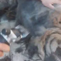 پشمچین برقی گوسفند