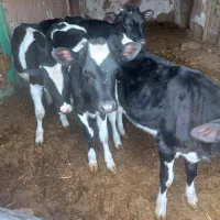 گوساله ماده