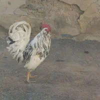 مرغ و خروس