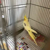 عروس هلندی نر تک خال