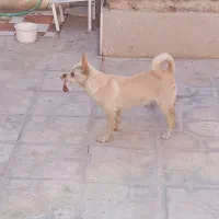 سگ شی واوا