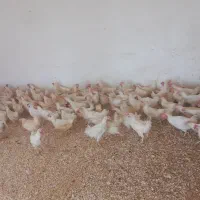 مرغ سفید جوان|حیوانات مزرعه|ارومیه, |دیوار