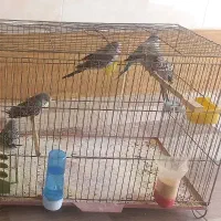 مرغ عشق انگلیسی|پرنده|حمیدیا, |دیوار