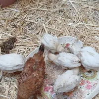 جوجه