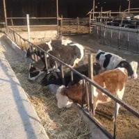 فروش گوساله نر