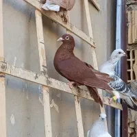 کفتر|پرنده|تربتحیدریه, نواب صفوی|دیوار