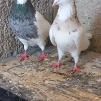 کبوتر طوقی .معاوضه با سهره