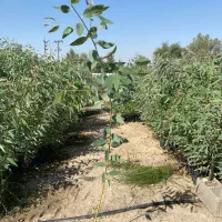 اکالیپتوس چوب سفید