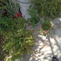 فروش فوری همه