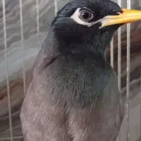 کمک ونگهداری  جوجه مینا شما