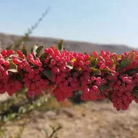 زرشک قائن