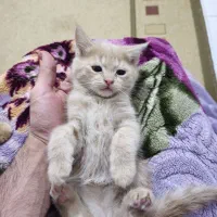 واگذاری رایگان بچه گربه|گربه|رباط‌کریم, رباط‌کریم|دیوار