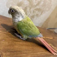 گیرینچیک اناناسی ماده