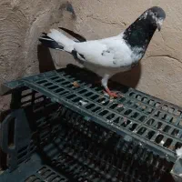 نر تیدی|پرنده|بندر امام خمینی, |دیوار