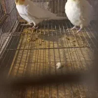 عروس هلندنر.معاوضه باماده