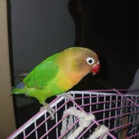 برزیلی فیشر ۵ماهه|پرنده|تهران, دانشگاه شریف|دیوار