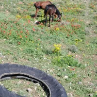 اسب|اسب و تجهیزات اسب‌سواری|مرند, |دیوار