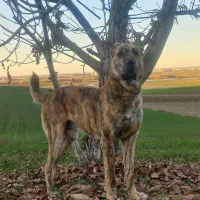 سگ گمشده|حیوانات|خان ببین, |دیوار