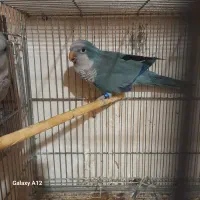جوجه طوطی راهب