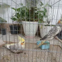 عروس هلندی|پرنده|دره شهر, |دیوار