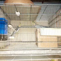 عروس هلندی|پرنده|شهریار, کهنز|دیوار