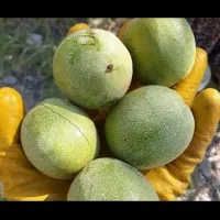 انواع رقم گردو مخصوص مناطق سردسیر