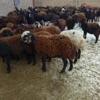 گوسفند ماده قزل افشار