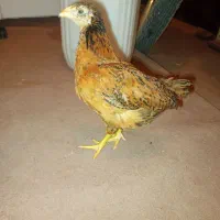 جوجه محلی دورگ