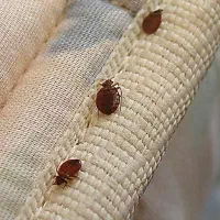 سمپاشی شرکت وستا، ساس سوسک موش کنه و..تهران و حومه