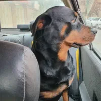 سگ روت وایلر ماده ۵ ساله