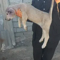 توله ماده اصیل سرابی