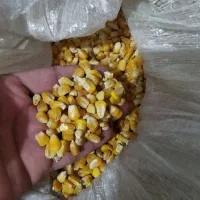 ذرت دامی برزیلی