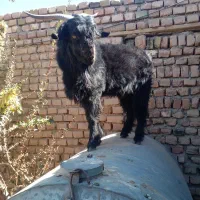 فروش‌بره‌نر‌چاق‌سفید‌محلی