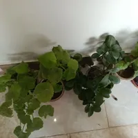 تعدادی گل