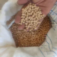 نخود