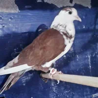 جفت کبوتر