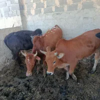 گوساله ماده
