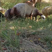 قوچ|حیوانات مزرعه|سده (فارس), |دیوار